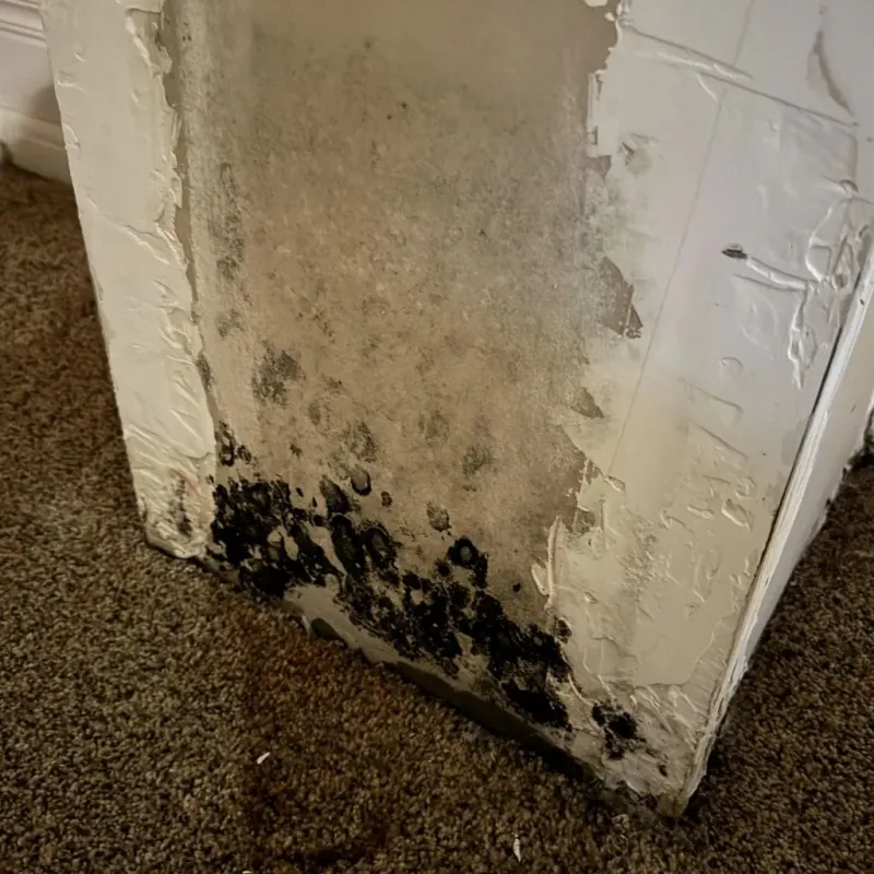 Professional Mold Removal in Walla Walla County, WA